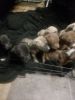 ADBA registered pitbull puppies