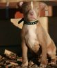 House trained American Pit Bull Terrier puppies
