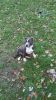 3 Blue Fawn female pit bull terrier( Last 3 of 12)