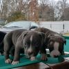 Adorable pit bull puppies seeking for new home now