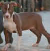 Tri-colored boy American Pit Bull Terrier Puppy text (xxx) xxx-xxx7
