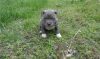 UKC American Pit Bull Terrier Puppies. Text (xxx) xxx-xxx2