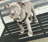 pit bull puppies available now