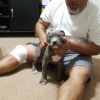 AKC American Pit Bull Terrier Puppies For Sale