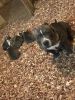 Adorable American PitBull Terrier puppies. Text us at +1 4xx xx8-0xx6.