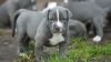 American Pitbull Puppies for adoption