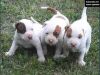 Healthy Pitbull dogs ready for good homes