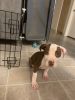 Pit bull puppy 3 months old (Sebastian)