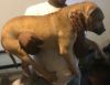 Pit bull Terrier Pup