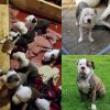 Pitbull / American Bulldog Puppies