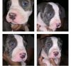 Pit Bull Puppy for Sale!!!!
