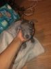 Blue nose pit bull puppy for sale