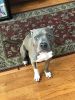 Beautiful Friendly Blue Pitt Bull For Sale 1 year old