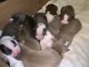 Beautiful pit bull puppies