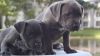 Two Blue Nose Pitbull Puppies In Search of Good Home