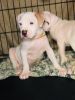 American Pitbull terrier puppies