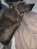Blue nose pitbull full blooded brindle