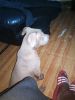 Pitbull puppy needs a new home
