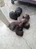 5-6 week old pitbull puppies