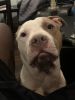 1year old pit bull for sale