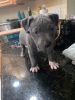 American pit bull terriers for sale