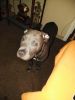 Beautiful well trained house broken blue nose pitbull