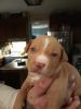 Bully pit puppies for sale