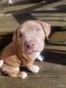 Adorable mild mannered Pit Bulls need their forever home