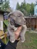 Bluenose pitbull puppies