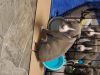 Cute Blue nose American pitpull pullies for rehoming
