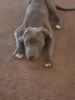 Blue Nose Pit Puppy