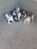 Puppies for sale!!