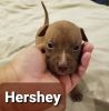 Hershey(MALE)