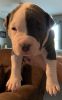 American Pit Bull Terrier Puppy for sale