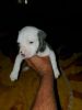 Blue pitbull puppies for sale 6