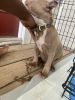 Nyla is a sweet 6 week old American Pit bull Terrier