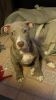 Pit bull puppy born July 11th 2020