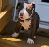 XL Bully Puppies 1 male 1 female Need gone ASAP!!
