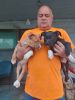 Male and female pitt pup 7 weeks old