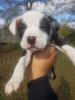4 Female Pit Puppies For Sale