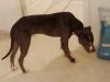 16 Week old smoke grey female pit bull puppy