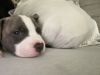 Blue Pit Bull Puppy needs a good home