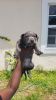 Mother day special Pitbull puppies ready for new home