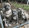 American pitbull puppies for sale. Text Us At.xxx-xxx-xxxx