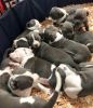 Adorable pit bull puppies for sale