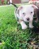Beautiful pit bull puppy available and ready to go