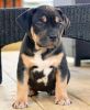 Sweet and Adorable pit bull puppy available and ready to go