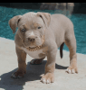 Beautiful Pitbull puppies for sale