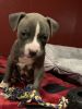 Blue Nose Pit Bull Puppy for Sale