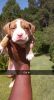 Pitbull Puppies Ready For New Homes